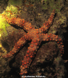 Starfish... spotted... by Katherine Mckelvey 